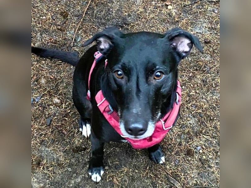 Taya - Manchmal hält das Glück nicht ewig