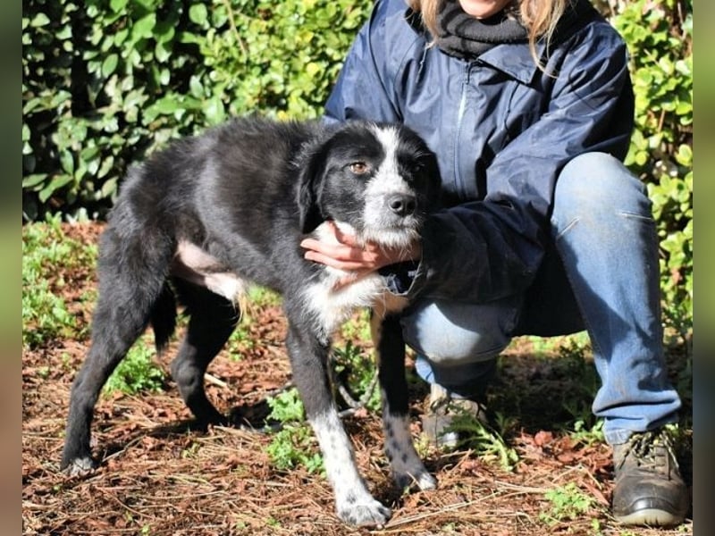 Dino - Gentleman auf Irrwegen