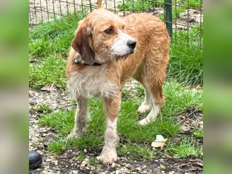 Erika - tapfere kleine Löwin muss nicht mehr kämpfen