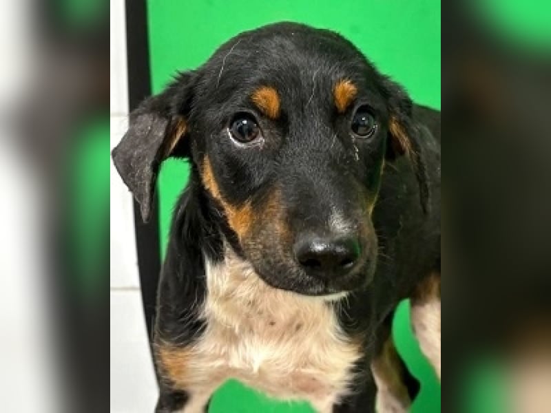 Zelia - Menschen zum Lachen bringen, das ist der Plan