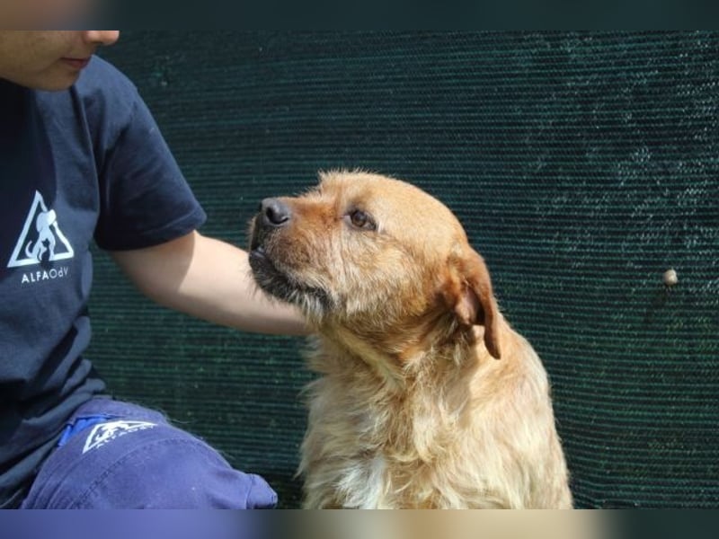 Icarus - Ein freundlicher Charmeur