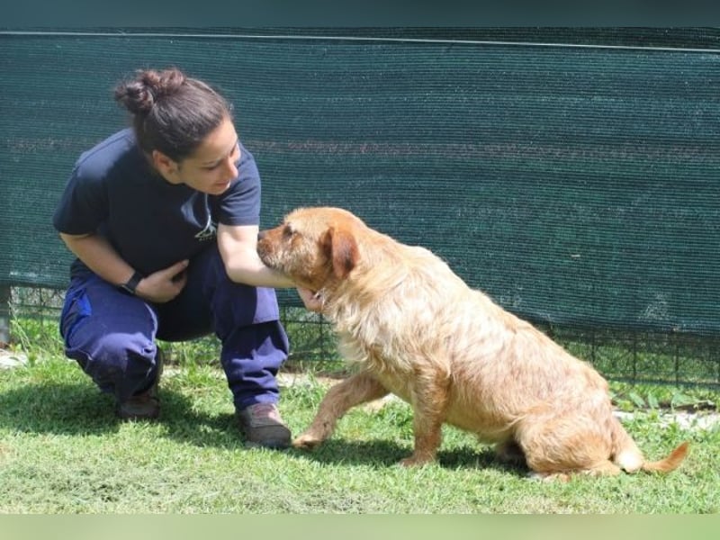 Icarus - Ein freundlicher Charmeur