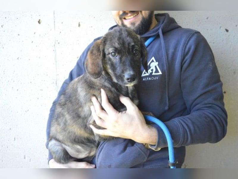 Glyrisse - zarter Hilferuf aus dem Hundegefängnis