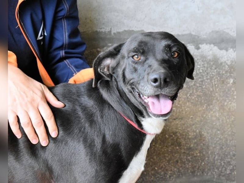 Perlyn - Charmante Ex-Sommerfigur mit Modelpotenzial