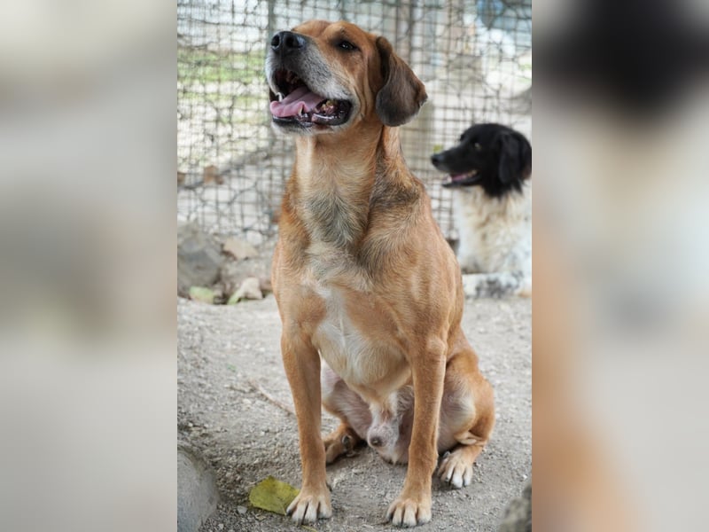 Houdini - Sind Sie Houdinis Houdini?