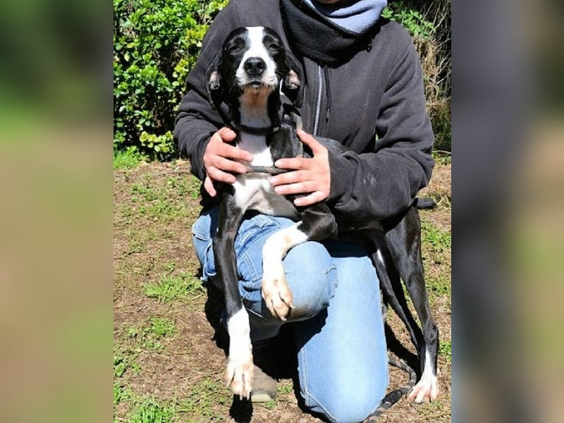 Gabrikia - Zwischen Staub und Sternen