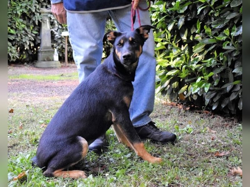 Djamica - fröhliche Junghündin mit offenem Herzen