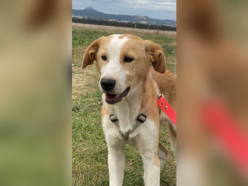 Wurstel - Die leise Hoffnung, dass etwas Besseres kommt