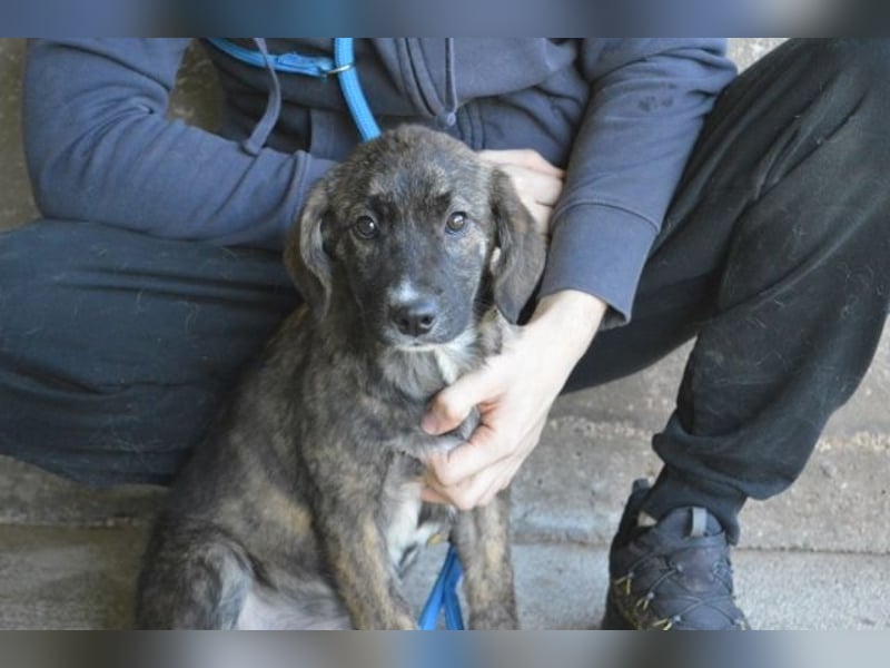 Glyrisse - zarter Hilferuf aus dem Hundegefängnis