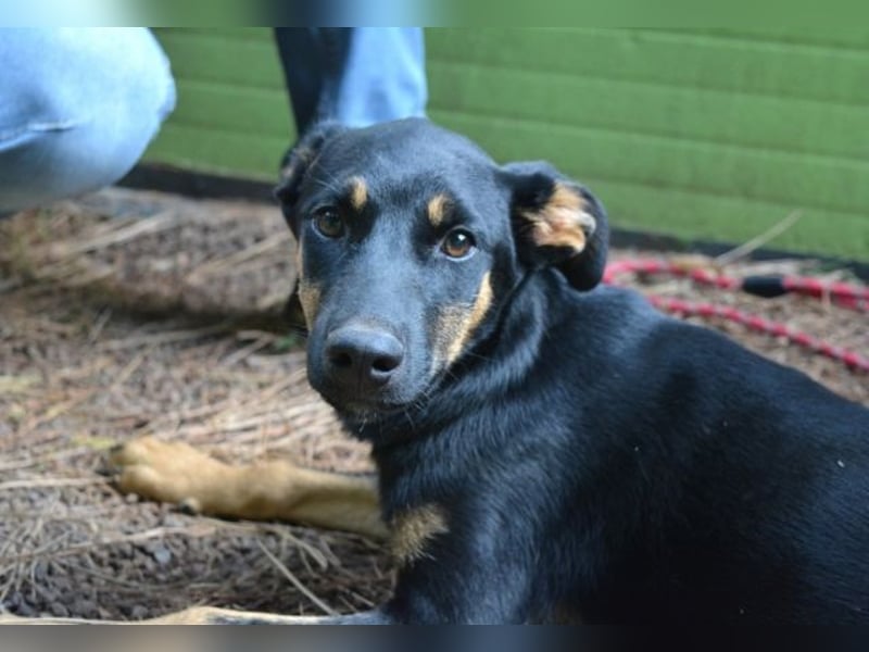 Djamica - fröhliche Junghündin mit offenem Herzen