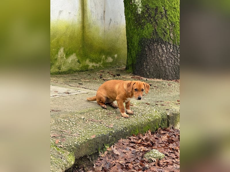 Sandorah - (Dringend Pflegestelle oder Zuhause gesucht) Wo darf ich ankommen?