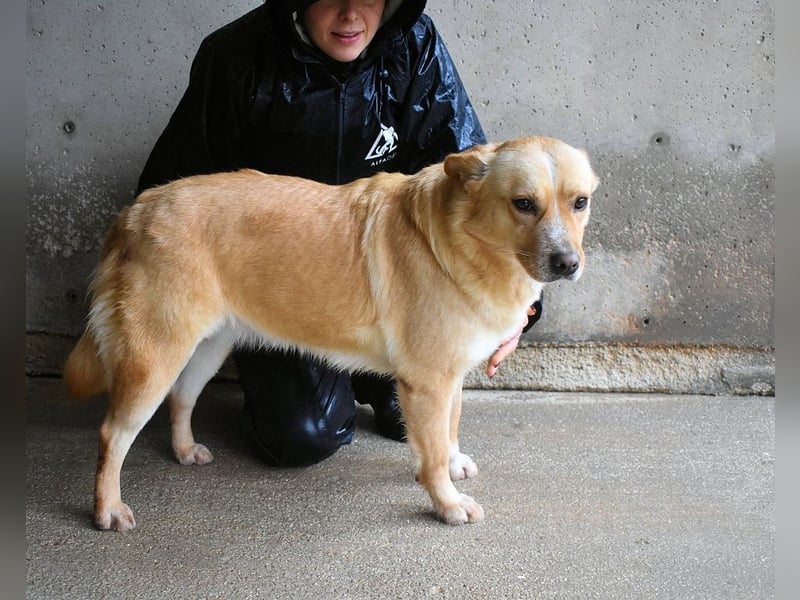 Sigrid - es ist wankelmütig, dieses Schicksal
