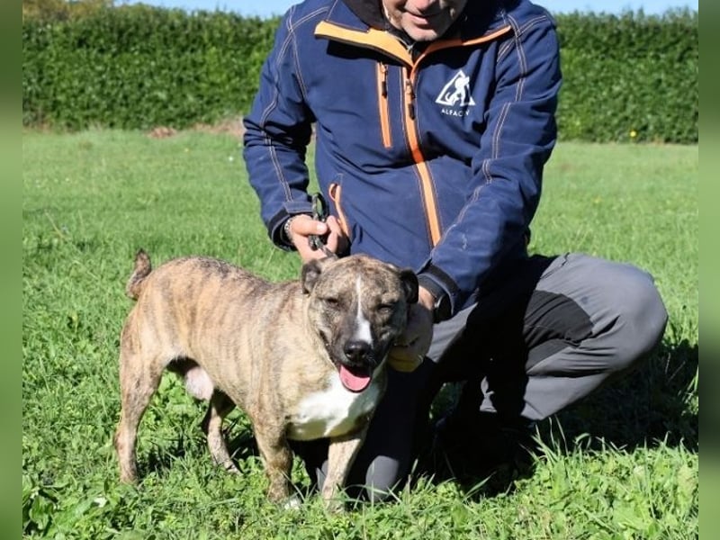 Dachsy - liebt ihn denn gar niemand?