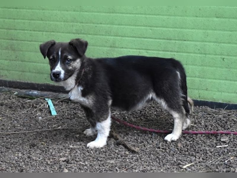 Virox - Kuckuck...hallo...sind da draußen Menschen?