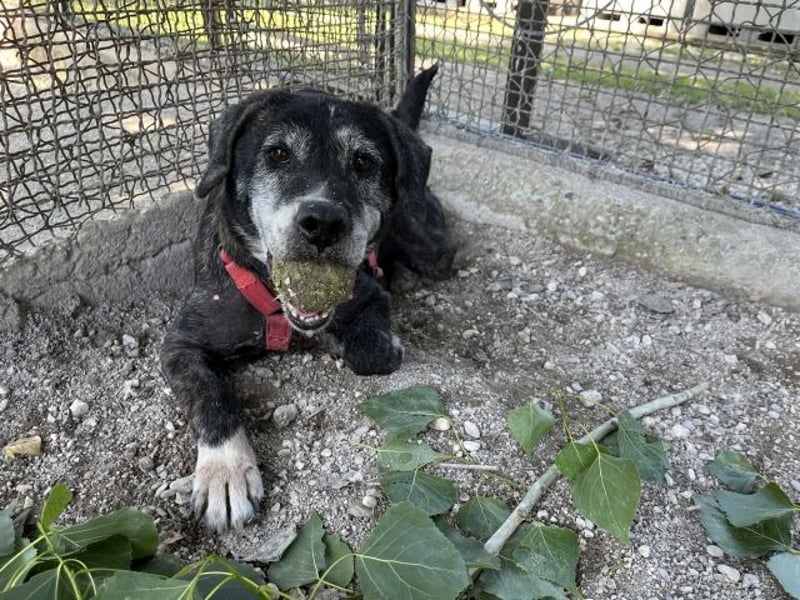 Gweni - SOS - Hoffnung auf ein Ende der Odyssee