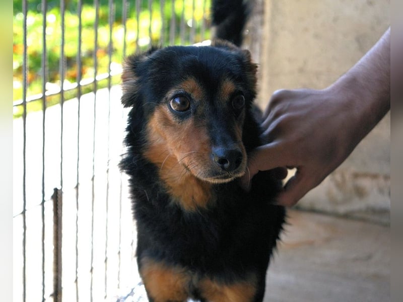 Grigor - Kleiner Angsthase sucht großes Verständnis