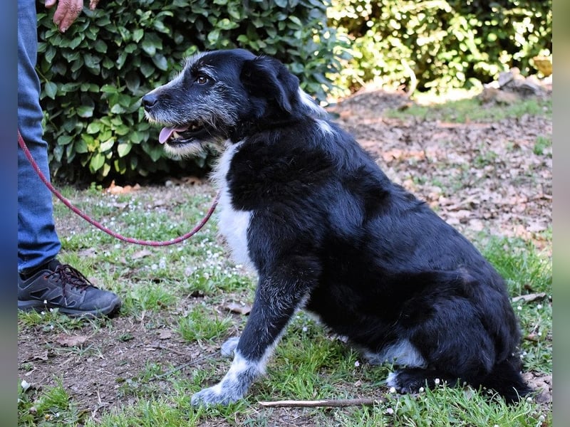 Dino - Gentleman auf Irrwegen