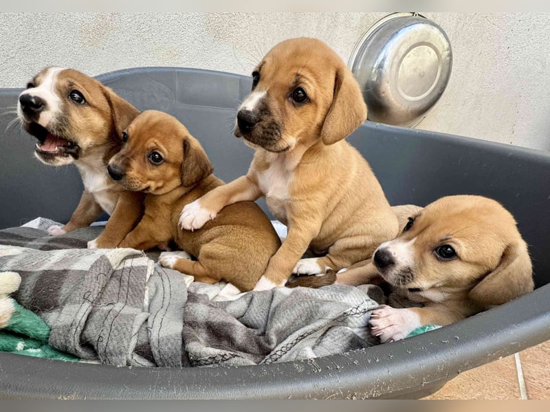 Sandorah - (Dringend Pflegestelle oder Zuhause gesucht) Wo darf ich ankommen?