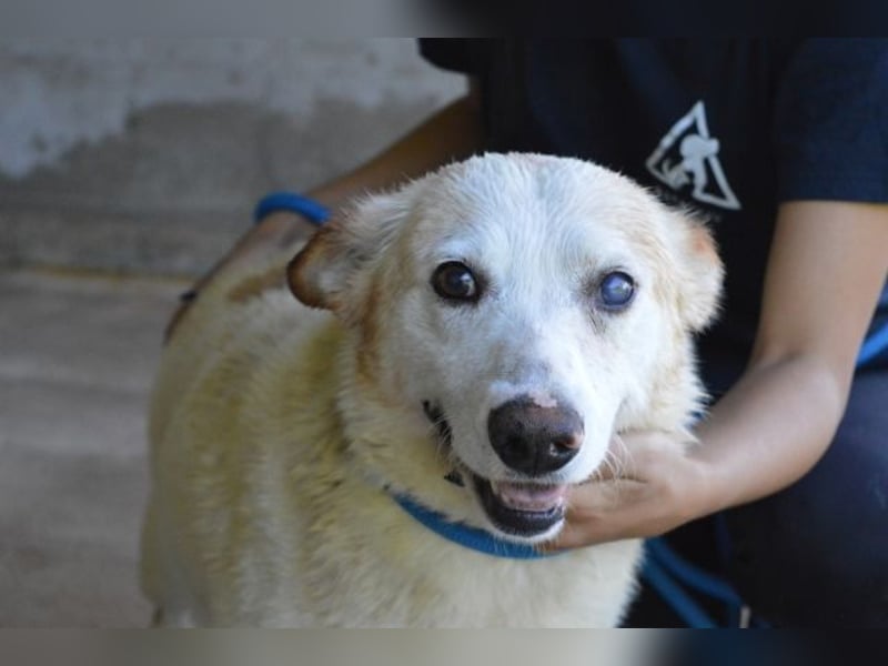 Darik - SOS- Der Rentner im falschen Wartezimmer