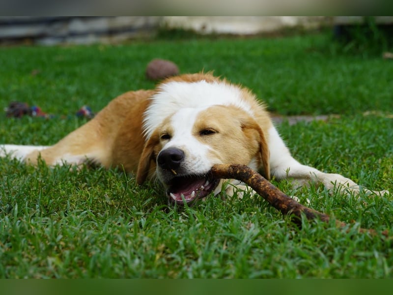 Wurstel - Die leise Hoffnung, dass etwas Besseres kommt