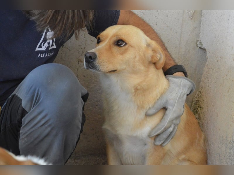 Sigrid - es ist wankelmütig, dieses Schicksal