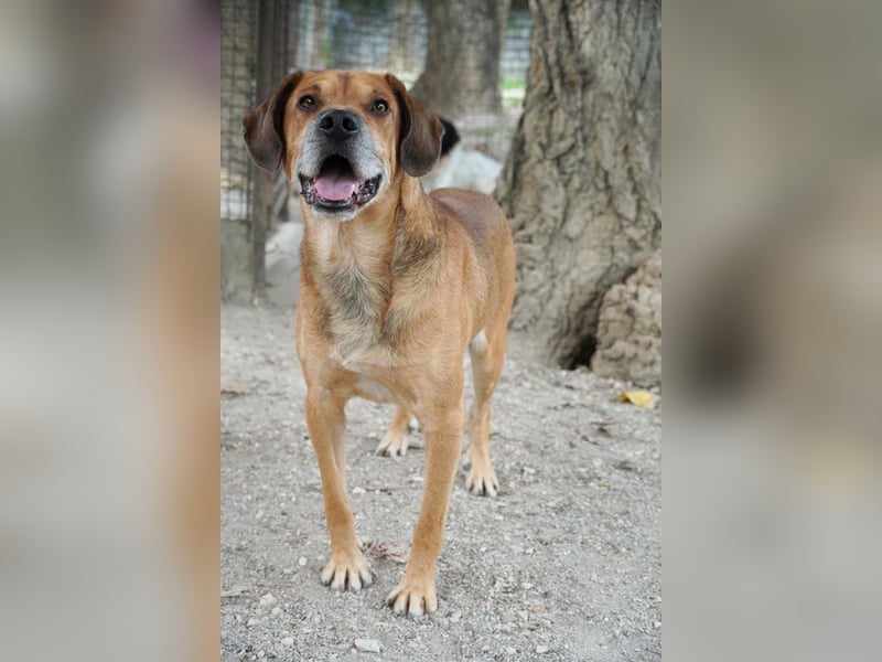 Houdini - Sind Sie Houdinis Houdini?