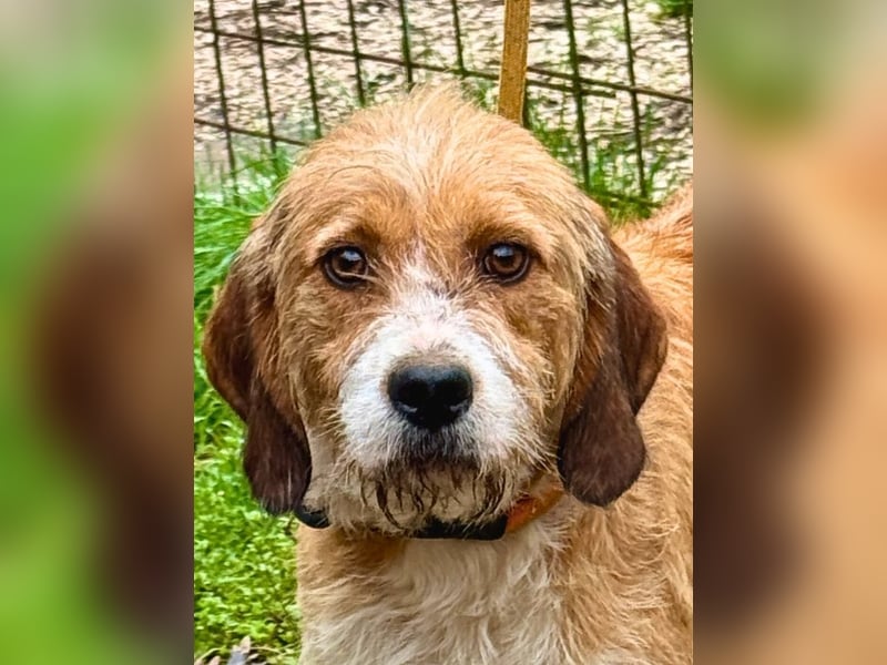 Erika - tapfere kleine Löwin muss nicht mehr kämpfen