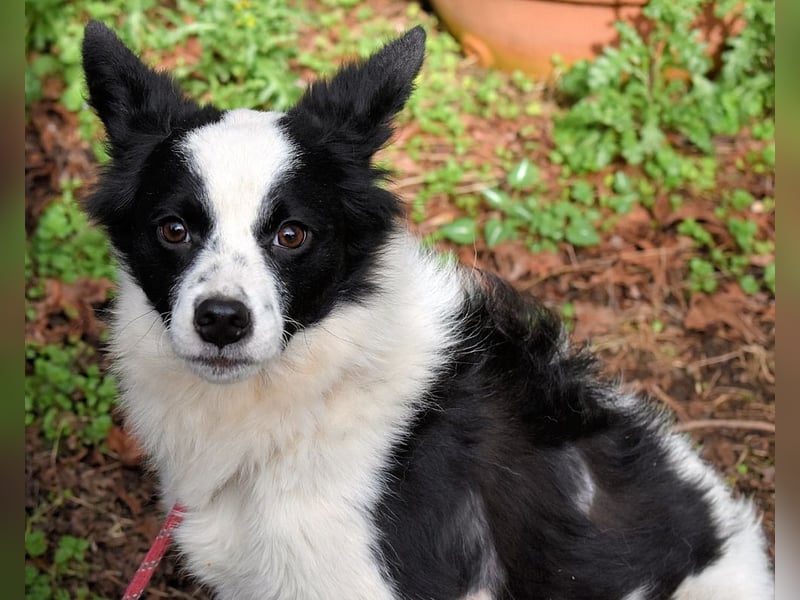 Crix - Hat seine Fledermausohren auf Empfang