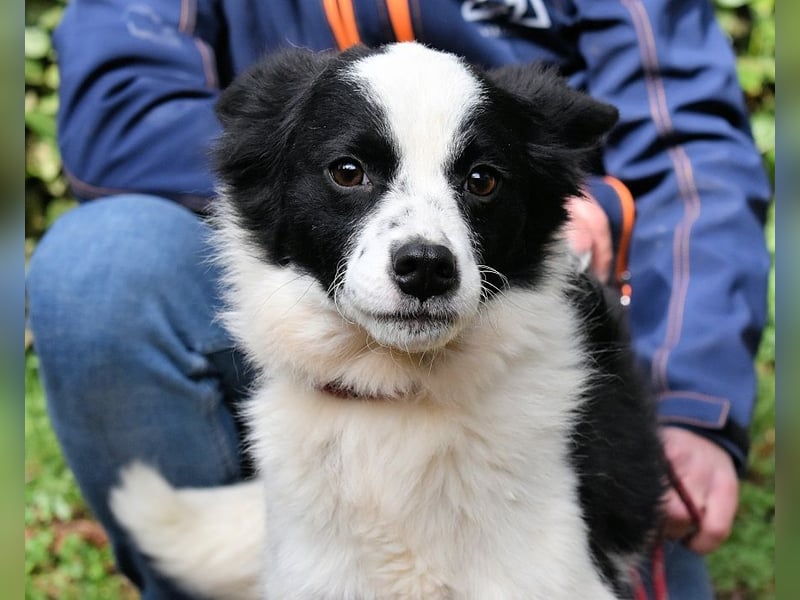 Crix - Hat seine Fledermausohren auf Empfang