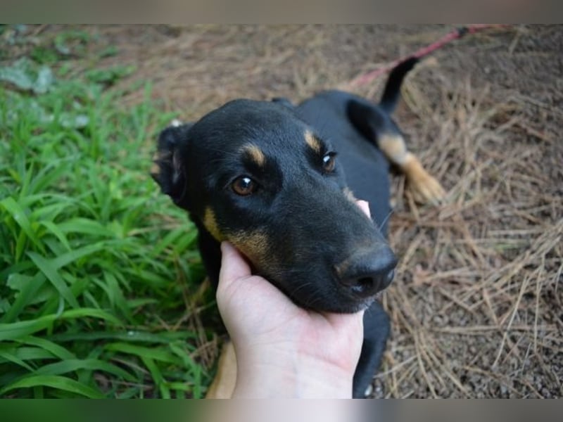 Djamica - fröhliche Junghündin mit offenem Herzen