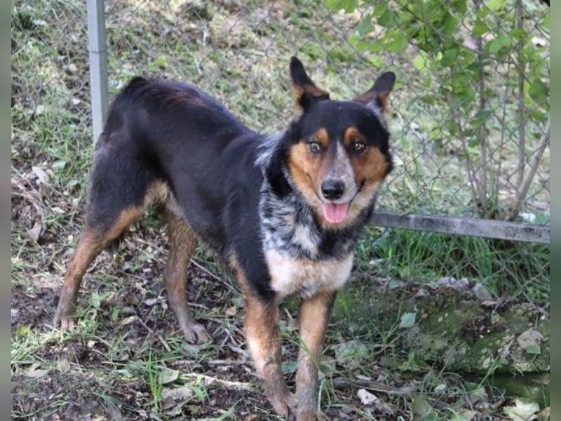 Parzifal - Ach, du heiliger Kauknochen ...!