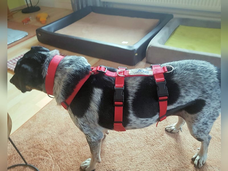 Bice - Das hat sie nicht verdient