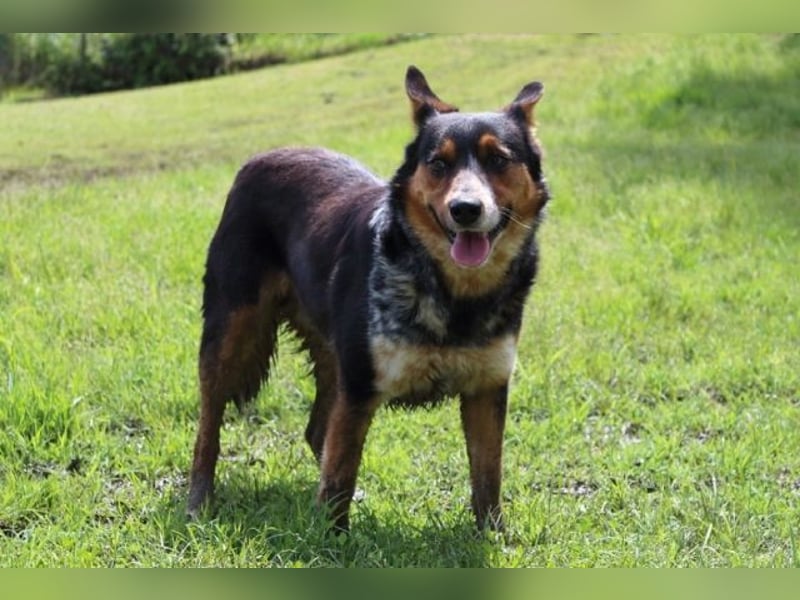 Parzifal - Ach, du heiliger Kauknochen ...!