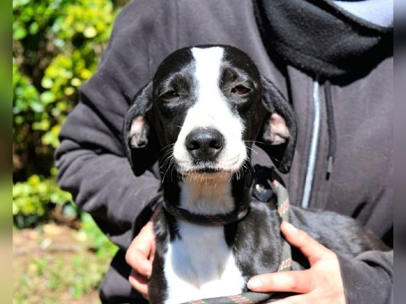 Gabrikia - Zwischen Staub und Sternen