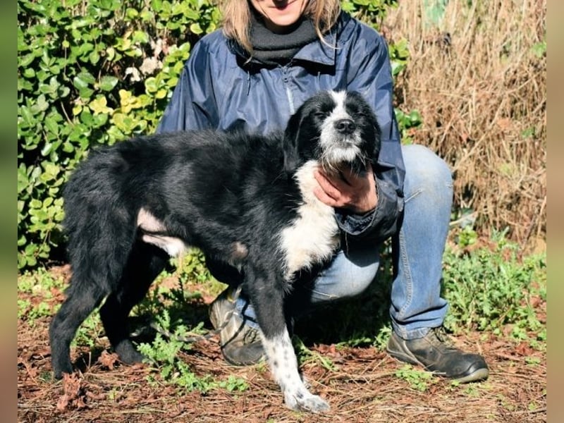 Dino - Gentleman auf Irrwegen