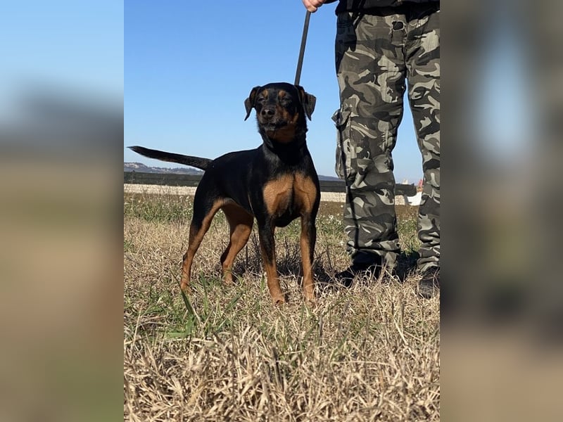 Anny - Ältere Hundedame sucht ihren Prinzessinnenplatz