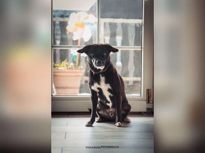 Nikulas - Hallo neues Glück!