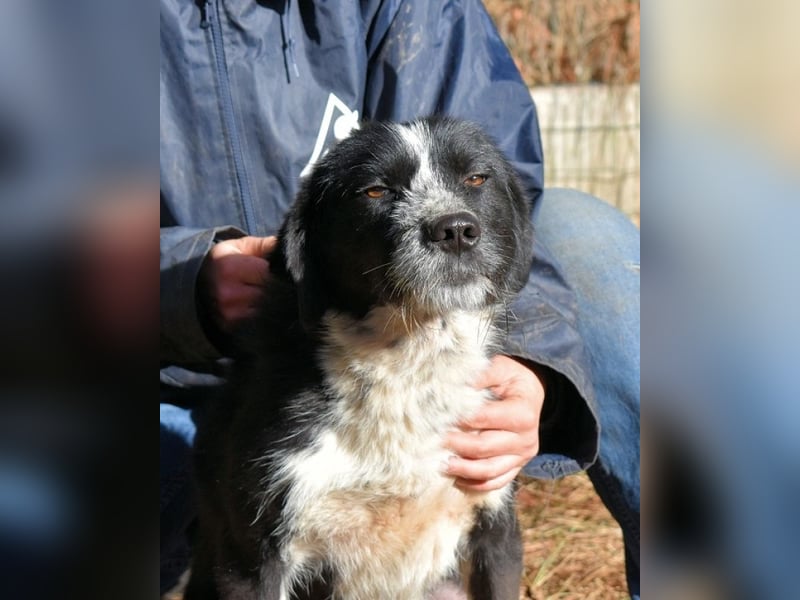 Dino - Gentleman auf Irrwegen