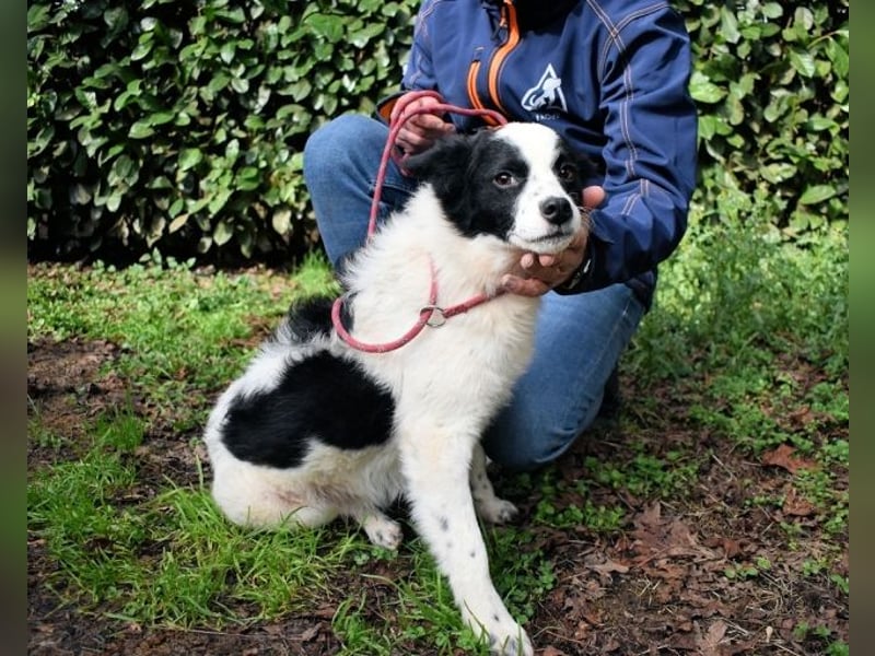 Crix - Hat seine Fledermausohren auf Empfang