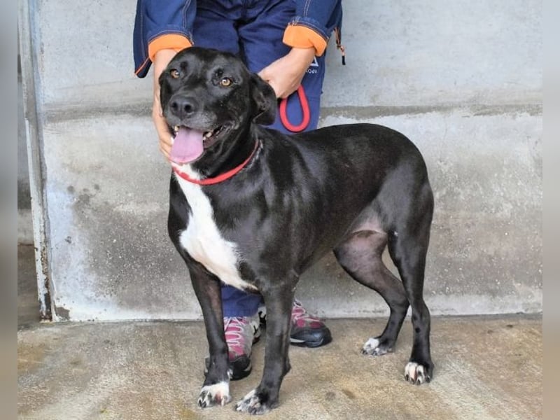 Perlyn - Charmante Ex-Sommerfigur mit Modelpotenzial