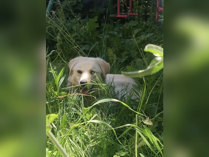 Maja - Wer kennt nicht die Biene Maja?