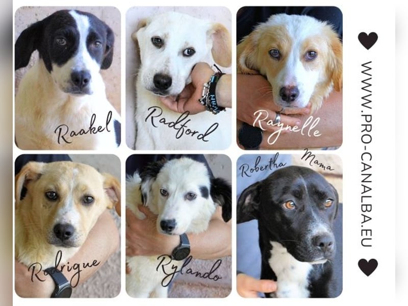 Raakel - Ein Anfang, der nie kam