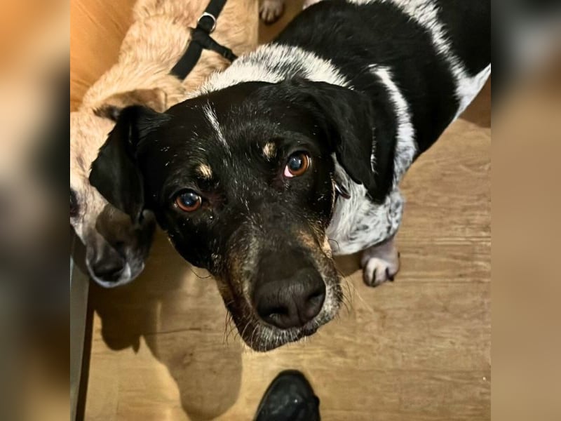 Bice - Das hat sie nicht verdient