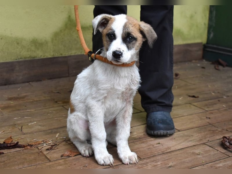 Elenio - SOS - Dringend Zuhause gesucht - Ein leuchtendes Fellknäuel