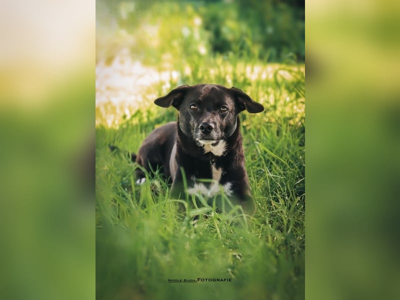 Nikulas - Hallo neues Glück!