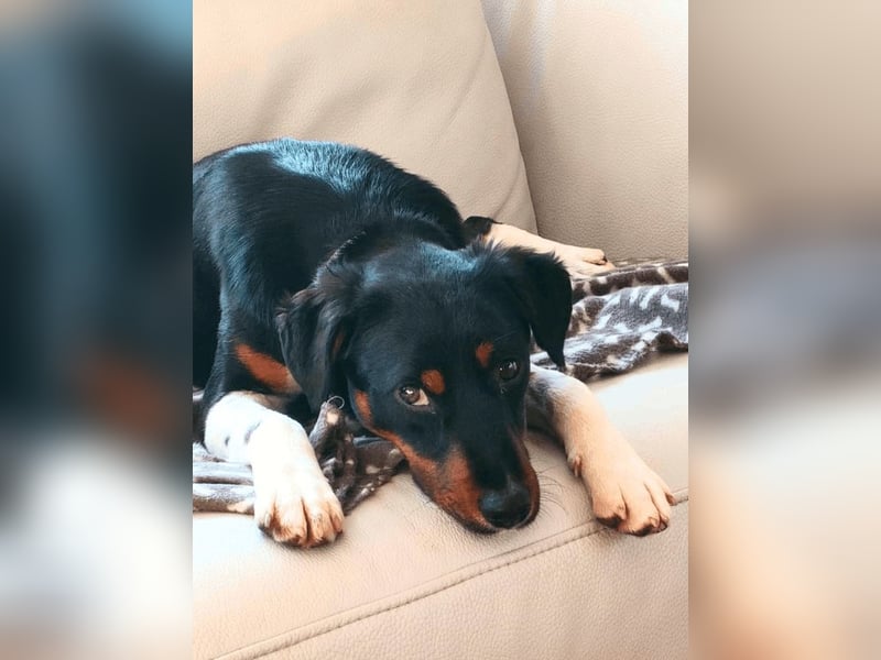 Zelia - Menschen zum Lachen bringen, das ist der Plan