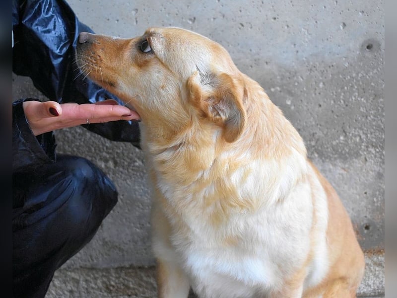 Sigrid - es ist wankelmütig, dieses Schicksal