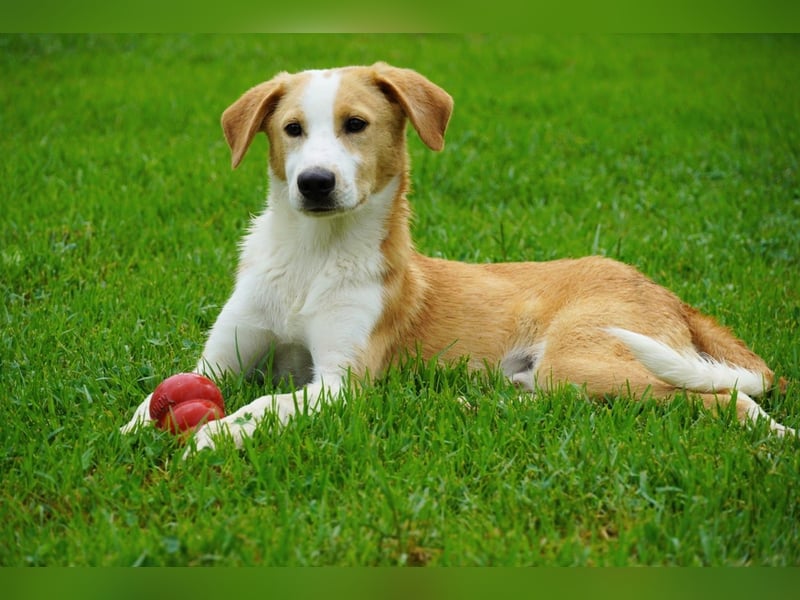 Wurstel - Die leise Hoffnung, dass etwas Besseres kommt