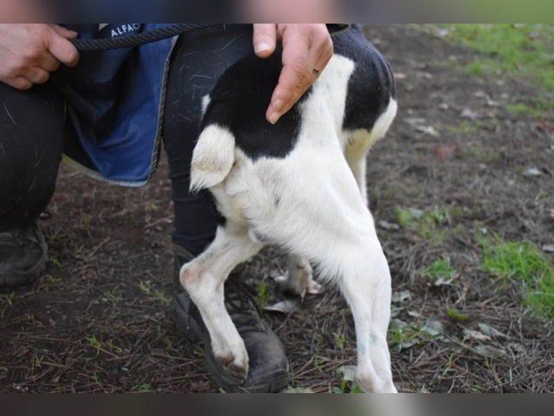 Halcyon - Ein böser Traum, Halcyon, nur ein böser Traum?