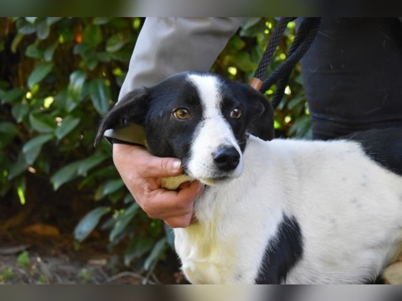 Halcyon - Ein böser Traum, Halcyon, nur ein böser Traum?